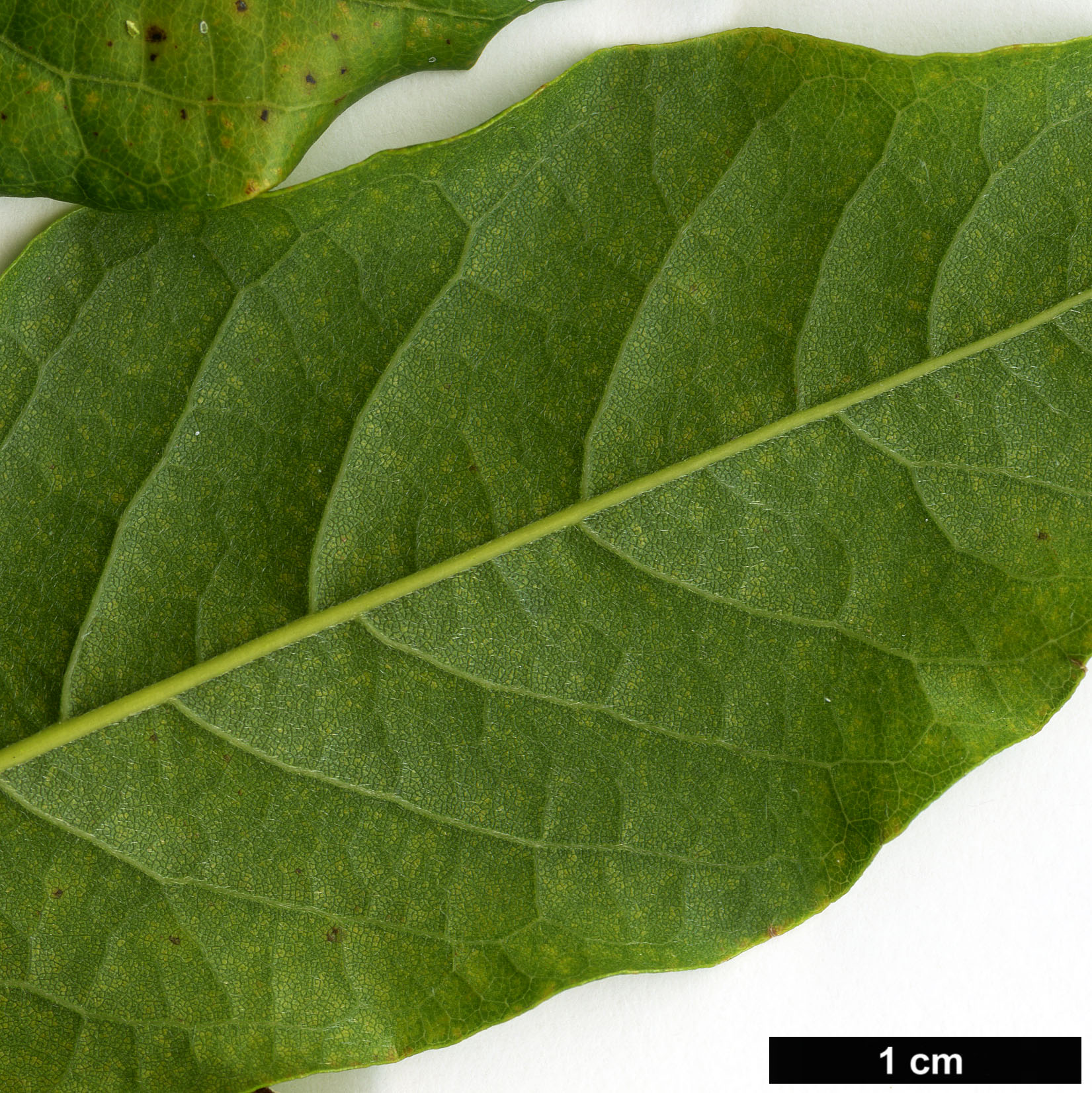 High resolution image: Family: Fabaceae - Genus: Wisteria - Taxon: frutescens - SpeciesSub: var. macrostachya